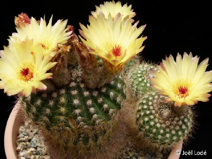 Notocactus concinnus ex apricus ©JLcoll.3391